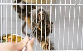 CRAS – Centro de Recuperação de Animais Silvestres – DAEE, São Paulo – SP