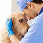 Clarinvet Clínica Veterinária, Marília – SP