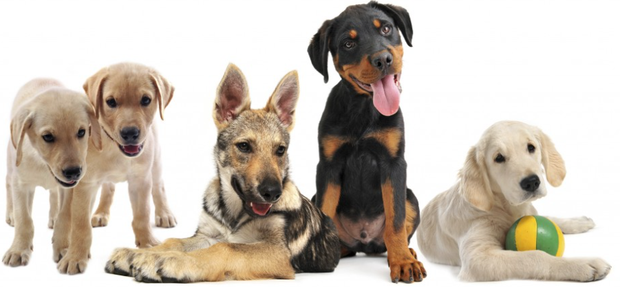 Clínica Veterinária Contente, Jundiaí – SP