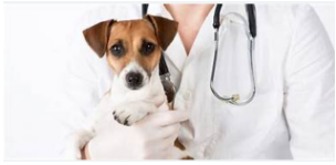 Doutor Green Clínica Veterinária e Especialidades, São Paulo – SP