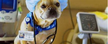 Fauna Veterinário, São Paulo – SP