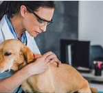 Mascote Clínica Veterinária, Guarujá – SP