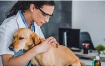 Mascote Clínica Veterinária, Guarujá – SP