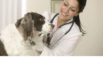 Novo Reino Animal, Marília – SP