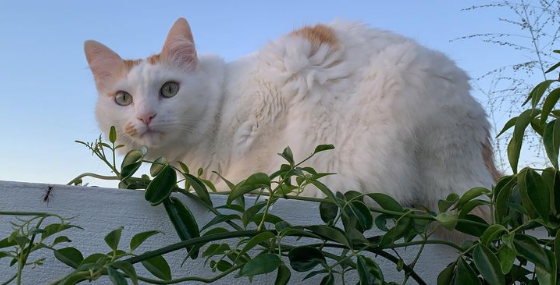 Pet Mania, São Paulo – SP