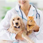 Vet Place Clínica Veterinária, São Paulo – SP